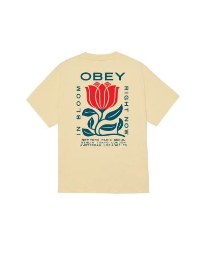 Obey in bloom